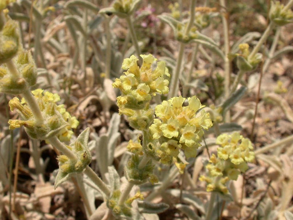 Stachys italica (=Sideritis italica) / Stregonia siciliana